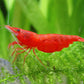 Red Cherry Shrimp