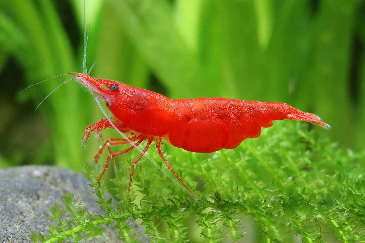 Red Cherry Shrimp