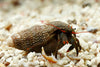 Hermit Crab Red Leg