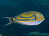 Clown SurgeonFish