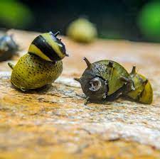 Green Horn Snail