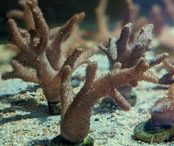 Finger Leather Polyp