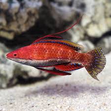 Longfin Fairy Wrasse