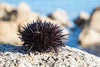 Stone Sea Urchin