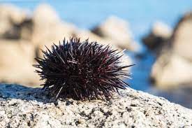 Stone Sea Urchin