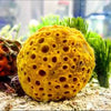 Brigth Yellow Mashroon Ball Sponge