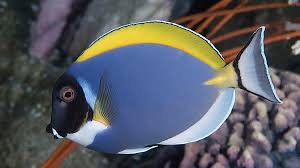 Powder blue tang
