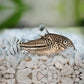 Corydoras Julli