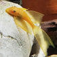 Longfin Golden L144 Pleco