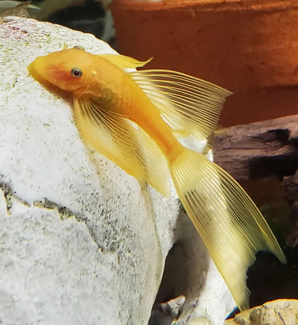 Longfin Golden L144 Pleco