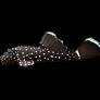 L183 Starlight White Seam Pleco