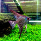 Leopard Angelfish in planted aquarium with flowing fins