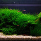 Taxiphyllum barbieri 'Bogor Moss'