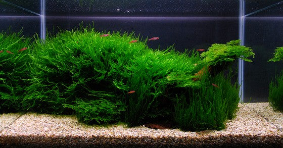 Taxiphyllum barbieri 'Bogor Moss'