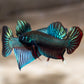 Betta Imbellis The Peaceful Wild Betta