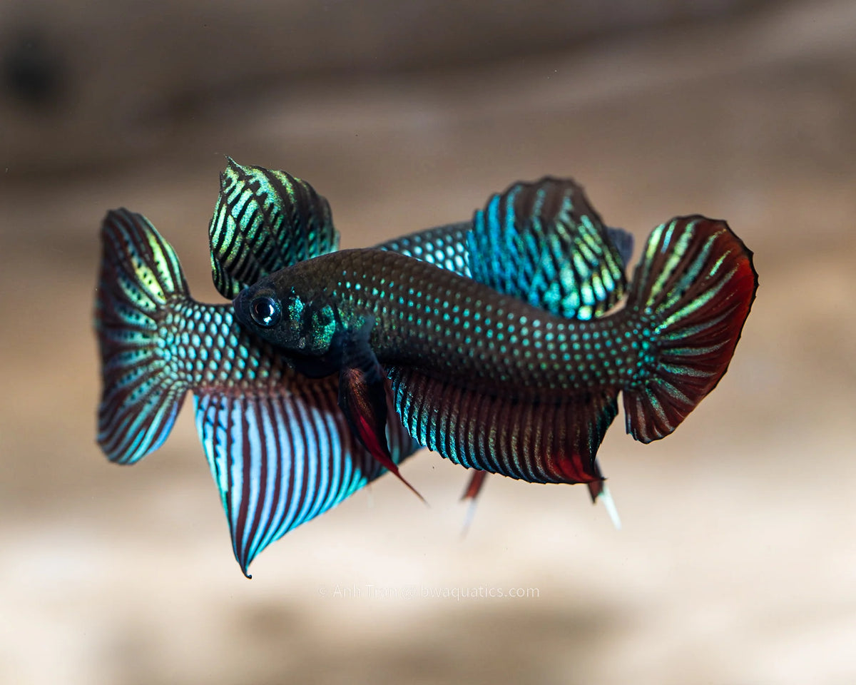 Betta Imbellis The Peaceful Wild Betta