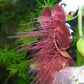 Phyllanthus fluitans - Red  Rooted Spurge