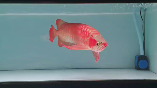 SUPER RED AROWANA