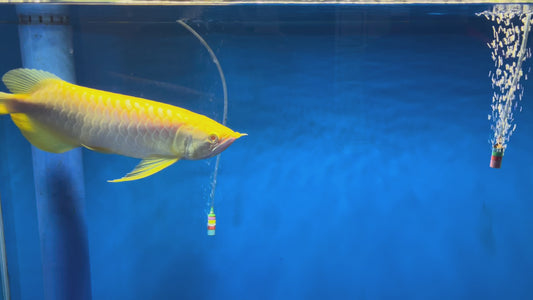 ALBINO GOLD AROWANA