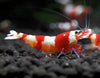Red Crystal Shrimp