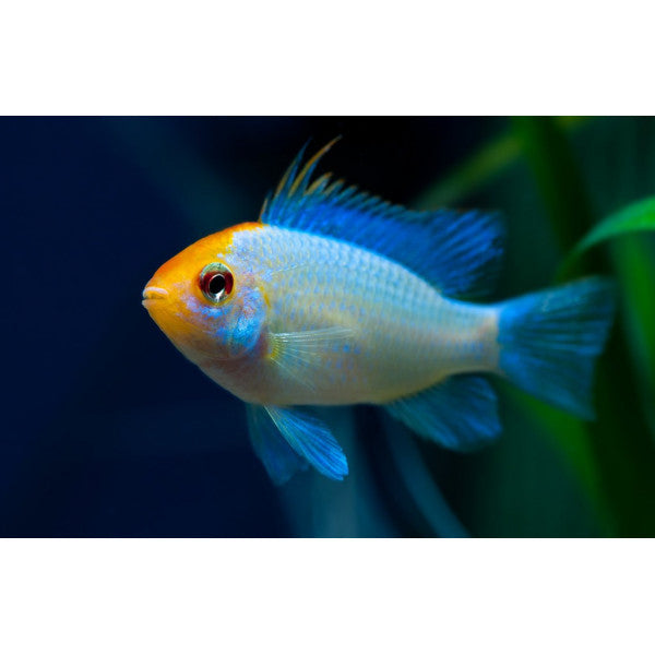 Solid Blue Ramirezi fish swimming in a vibrant aquarium with colorful plants.