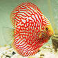 Red Pigeon Discus
