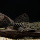 L083 SAILFIN PLECO