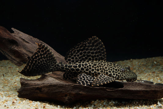 L083 SAILFIN PLECO