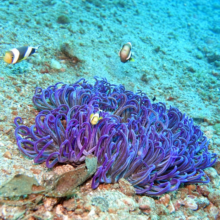 Sand anemone