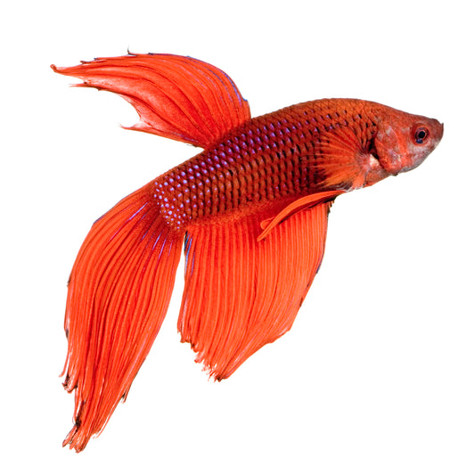 Premium Malaysian Golden Blue Base Arowana Copy 4