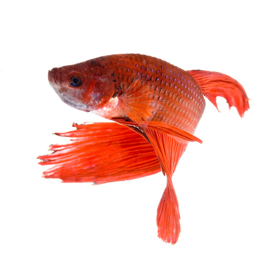 Premium Malaysian Golden Blue Base Arowana Copy 8