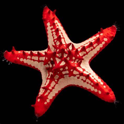Red Lobed Star Fish