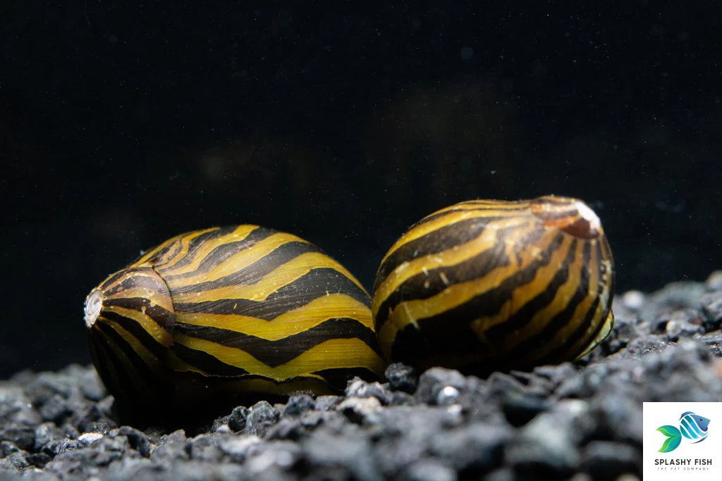 Tiger Snail