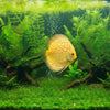 A yellow and white patterned discus fish swimming in a dark aquarium.